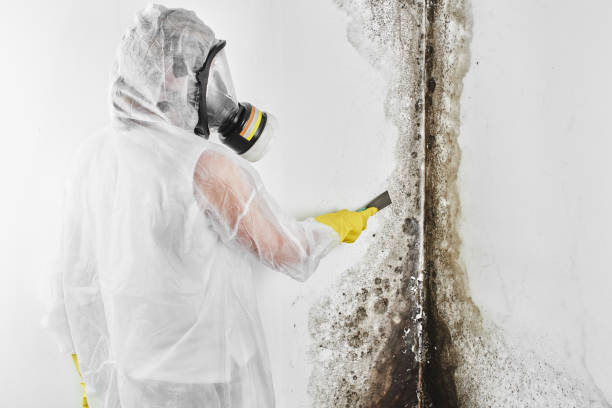 Best Post-Flood Mold Remediation in Roan Mountain, TN