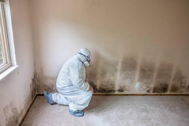 Professional Mold Remediation in Roan Mountain, TN