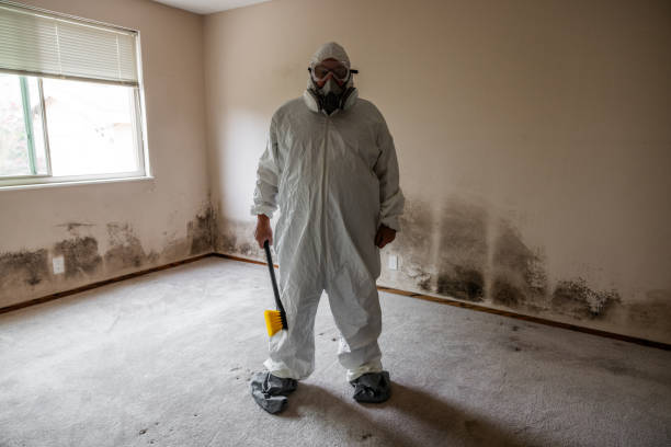 Best Attic Mold Remediation in Roan Mountain, TN