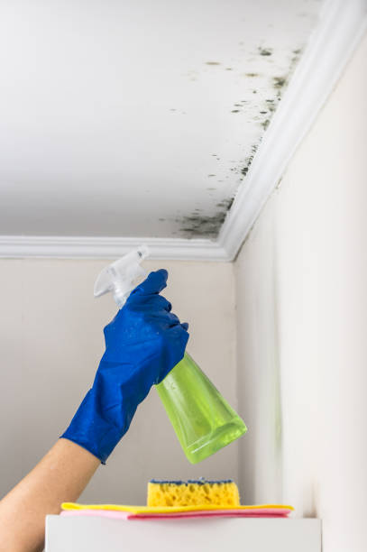 Best Industrial Mold Remediation in Roan Mountain, TN